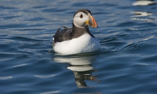 Puffin on water