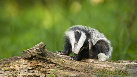 Badger scratching