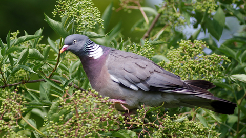 Woodpigeon