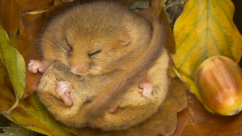 Hazel dormouse