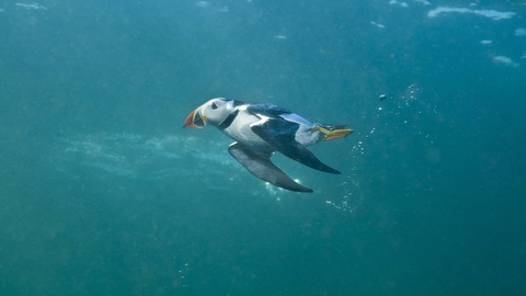 Puffin diving underwater