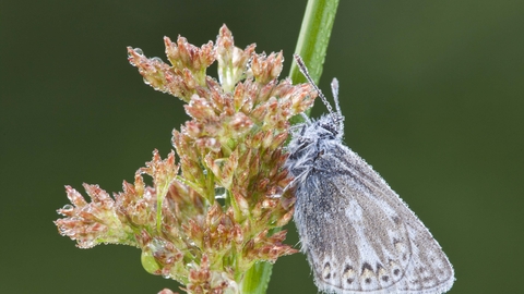 Common Blue butterfly on Soft Rush