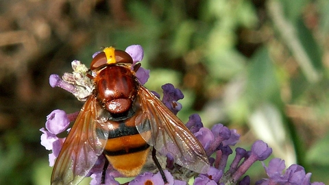 Hornet Mimic Hoverfly