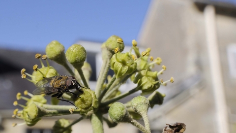 Cluster Fly on Ivy flower