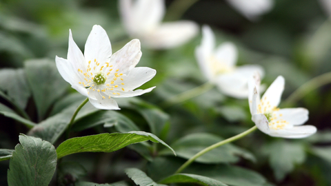 Wood Anemone