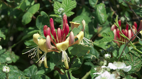 Honeysuckle