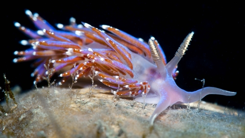 Nudibranch