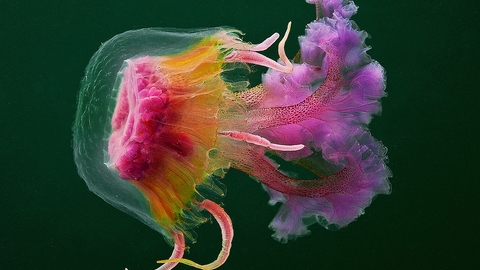 The mauve stinger jellyfish 