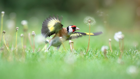 goldfinch