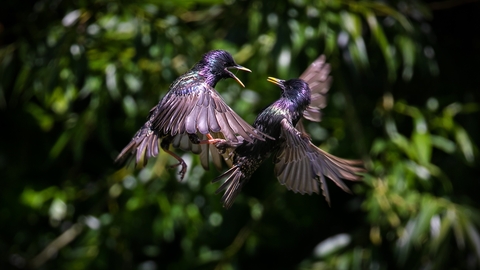 starling