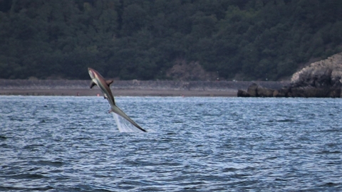 Thresher shark leaping from the water