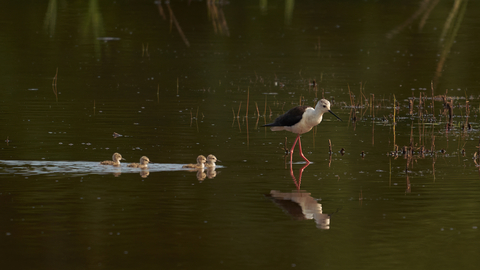 A black-winged stilt wading through a pool on its long, pink legs, with four small chicks swimming along behind it