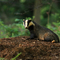 Badger in woods the wildlife trusts