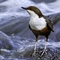 A dipper on the river