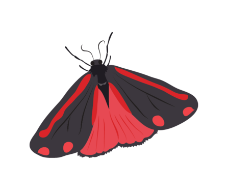 Illustration of a cinnabar moth