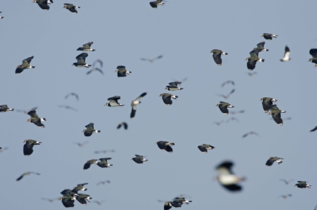 Lapwing flock