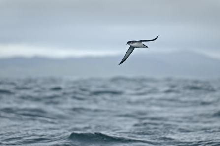 Manx shearwater flying over sea, The Wildlife Trusts