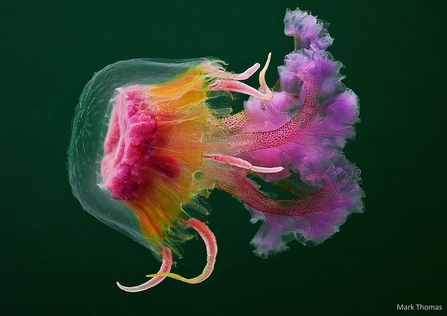 The mauve stinger jellyfish 