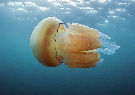 Barrel jellyfish