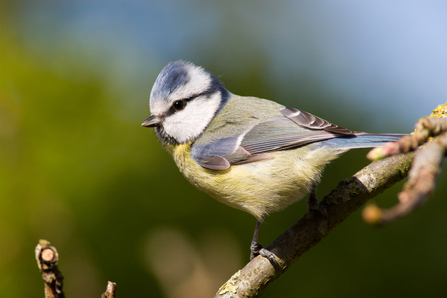 Blue tit