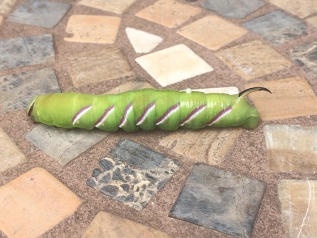 Privet hawk-moth caterpillar