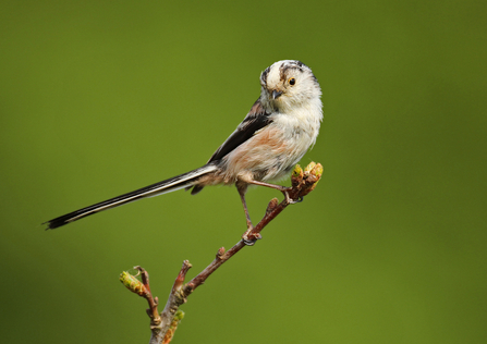 Long-tailed tit