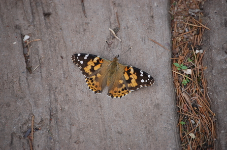 Painted Lady