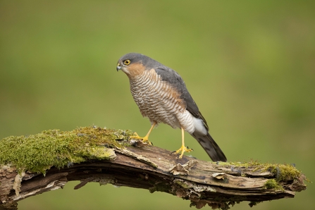 Falconry & Birds of Prey in West Wales near me
