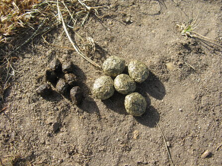 Identify poo | Wildlife Trusts Wales