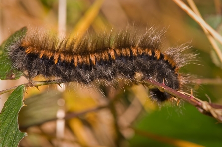 Fox moth caterpillar