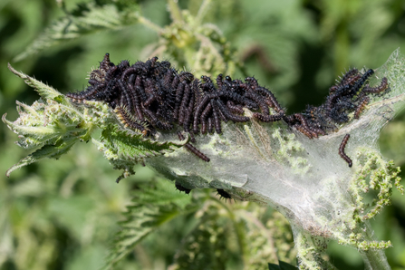 Peacock caterpillars