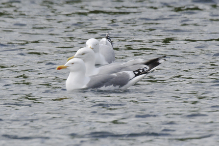 Yellow-legged gull