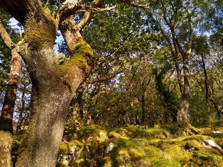 Afternoon sun shining beneath the canopy of a Celtic rainforest