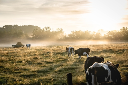 Black and white cows in a sun-lit field