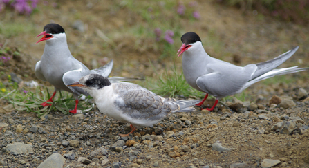 Two adult Arctic terns watching over a juvenile Arctic tern