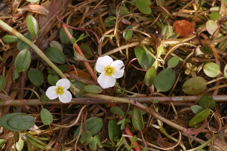 Internationally rare aquatic plant, Floating Water-plantain