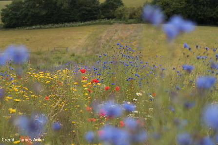 Wildlflower meadow on farm