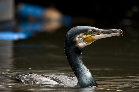 Cormorant Credit - Bertie Gregory/2020VISION