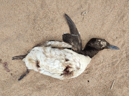 Dead Guillemot ©Jenny Aitchinson