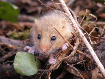 Dormouse in woodland