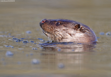 Otter swimming in welsh river with head raised above the water
