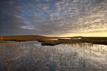 Peat lands