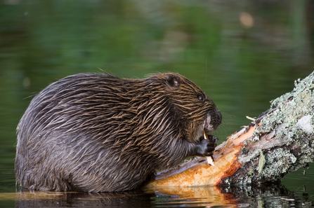 Beaver on log, nibbing on bark