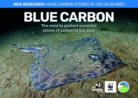 A large ray resting on the seabed. Text reads New research: Huge carbon stores in the UK seabed. Blue Carbon: The need to protect essential stores of carbon in our seas