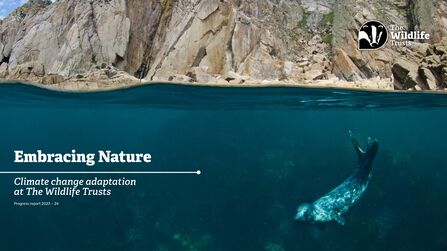 A seal underwater swimming with a cliff visible in the background. Text reads Embracing Nature: Climate change adaptation at The Wildlife Trusts