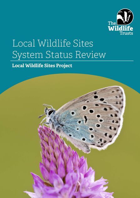 A large blue butterfly resting on a pyrimidal orchid. Text reads Local Wildlife Sites System Status Review