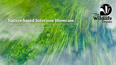 A riverbed full of greenery. Text reads Nature-based Solutions Showcase: How Wildlife Trusts are restoring nature to address local and global issues