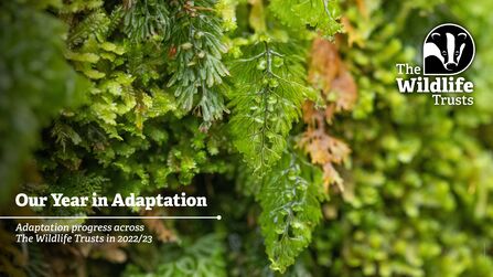 A close up view of mosses, glistening with water. Text reads Our Year in Adaptation: Adaptation progress across The Wildlife Trusts in 2022/23
