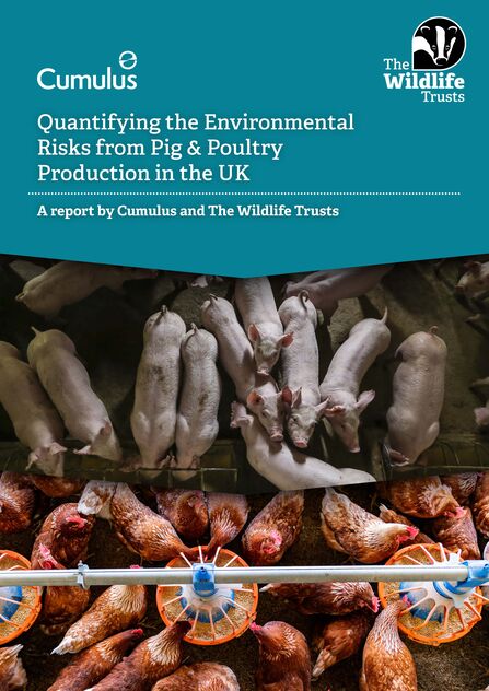 The front cover of The Wildlife Trusts' and Cumulus' report titled 'Quantifying the Environmental Risks from the Pig & Poultry Production in the UK. Two pictures are shown, one of a group of pigs on a farm, indoors and another of a group of chickens indoors. Both are feeding in tight groups