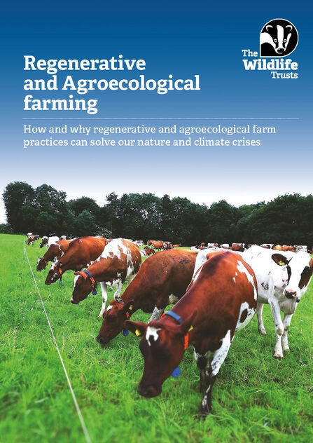 Front cover of the Regenerative and Agroecological farming report. A group of cows are grazing in a green field with trees in the distance